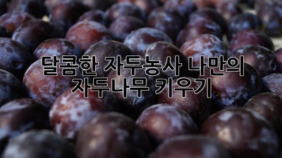 달콤한 자두농사, 나만의 자두나무 키우기