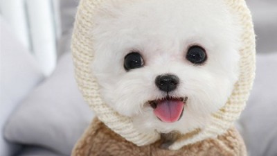 🐶 멍뭉이 옷, 놓치면 후회! 특가 득템 후기 🐾